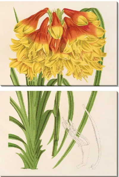 Картина Бландфордия Каннингема (1854-1896)