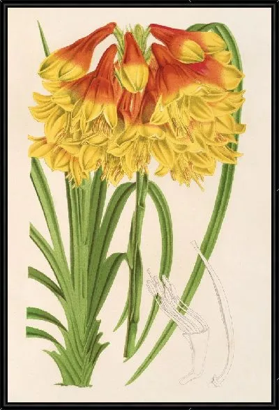 Картина Бландфордия Каннингема (1854-1896)