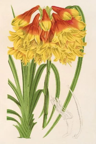 Картина Бландфордия Каннингема (1854-1896)