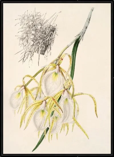 Картина Брассавола ароматная (1854-1896)