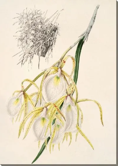 Картина Брассавола ароматная (1854-1896)