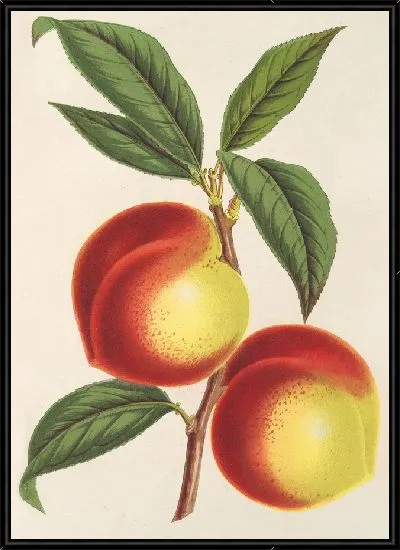 Картина Брюньон Виктория (1854-1896)