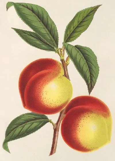 Картина Брюньон Виктория (1854-1896)