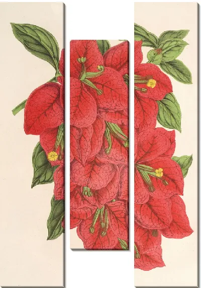 Картина Бугенвиллия зрелищная (1854-1896)