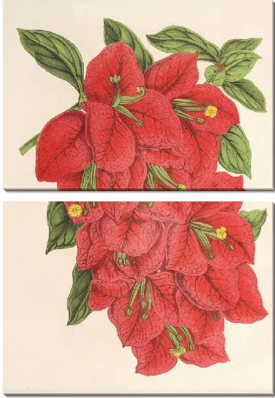 Картина Бугенвиллия зрелищная (1854-1896)