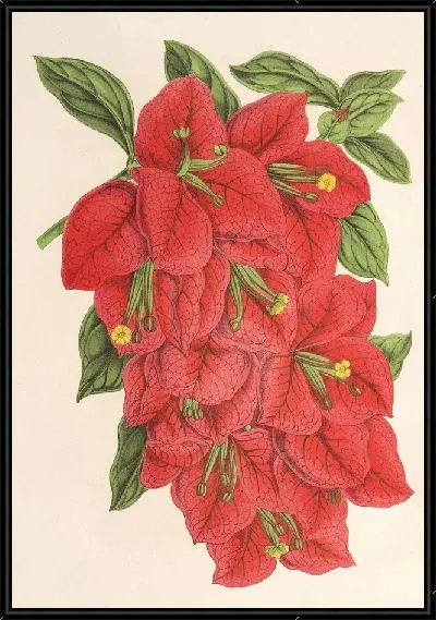 Картина Бугенвиллия зрелищная (1854-1896)