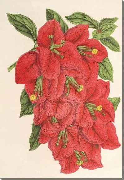 Картина Бугенвиллия зрелищная (1854-1896)