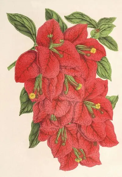 Картина Бугенвиллия зрелищная (1854-1896)