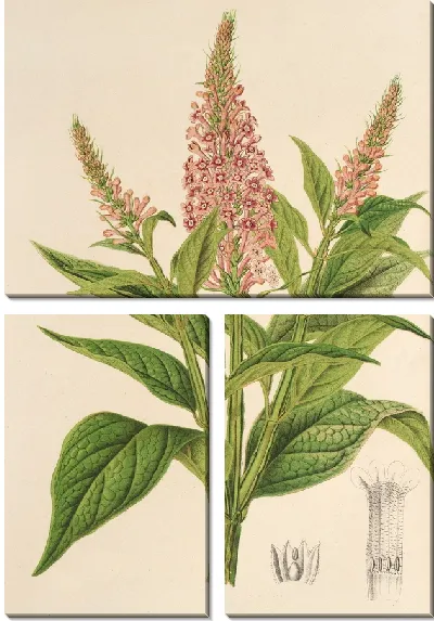 Картина Буддлея курвифлора (1854-1896)