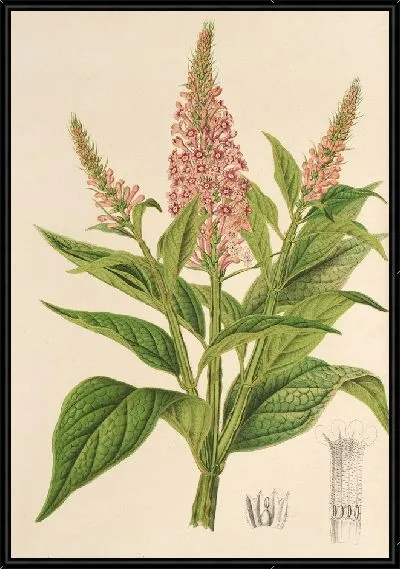 Картина Буддлея курвифлора (1854-1896)