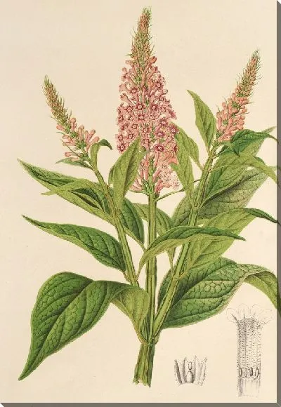 Картина Буддлея курвифлора (1854-1896)