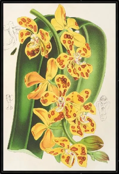 Картина Ванда гигантская (1854-1896)