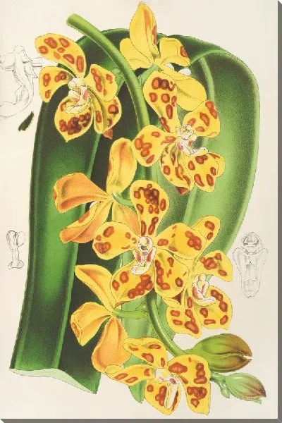 Картина Ванда гигантская (1854-1896)