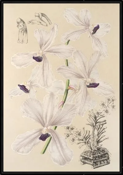 Картина Ванда голубая (1854-1896)