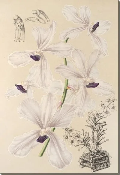 Картина Ванда голубая (1854-1896)