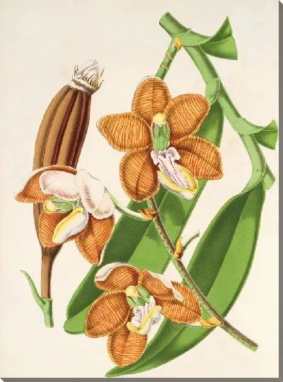 Картина Ванда Кэтхарти (1854–1896)