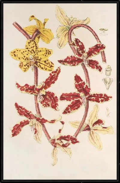 Картина Ванда Лоуи Линдл. (1854-1896)