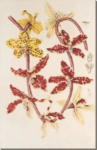 Картина Ванда Лоуи Линдл. (1854-1896)