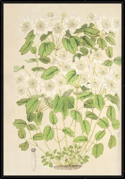 Картина Василий Анемоновый (1854-1896)
