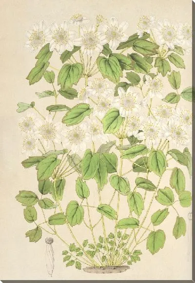 Картина Василий Анемоновый (1854-1896)