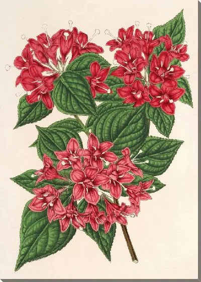 Картина Вейгелия Миддендорфян, вар. пурпурата (1854-1896)