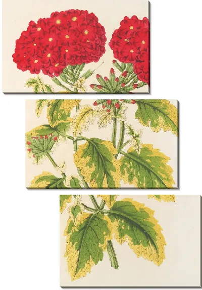 Картина Вербена панахе, народное блюдо (1854-1896)