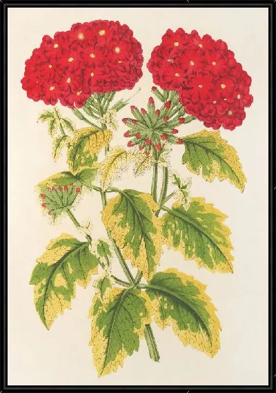Картина Вербена панахе, народное блюдо (1854-1896)