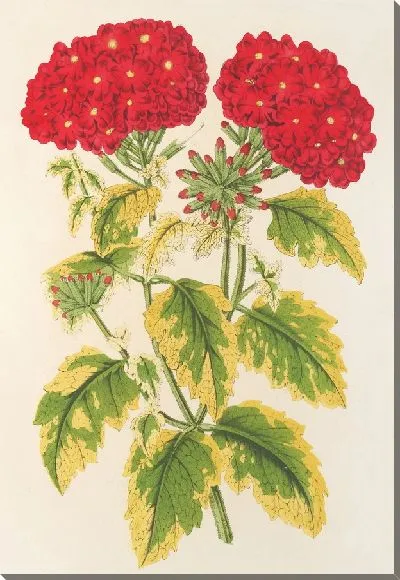 Картина Вербена панахе, народное блюдо (1854-1896)