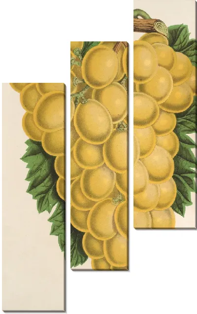 Картина Виноград Золотой Чемпион Томсона (1854-1896)