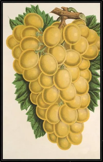 Картина Виноград Золотой Чемпион Томсона (1854-1896)