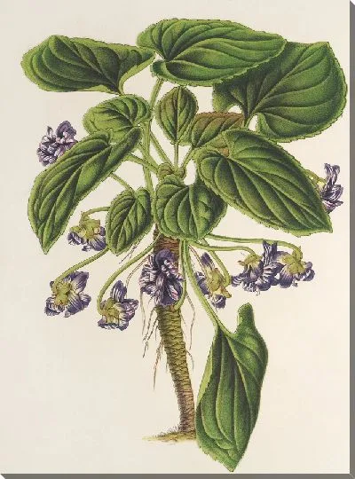 Картина Виола Брандиан (1854–1896)