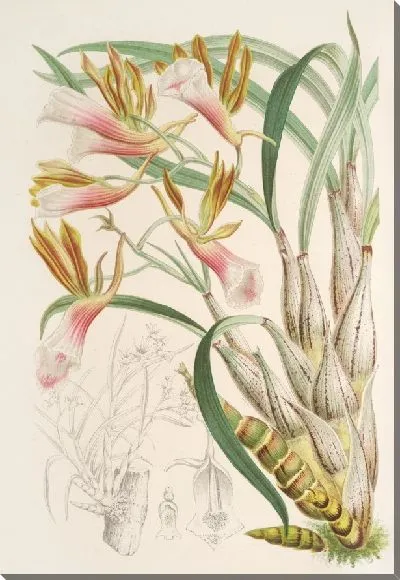 Картина Галеандра Барбата (1854-1896)