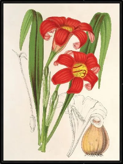 Картина Гастронома кроваво-красная (1854-1896)