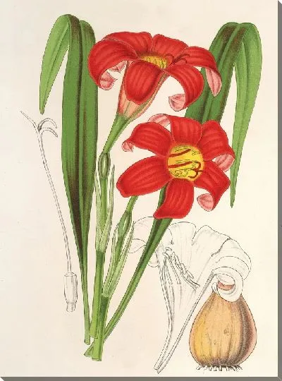 Картина Гастронома кроваво-красная (1854-1896)