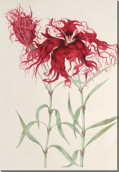 Картина Гвоздика обыкновенная (1854-1896)