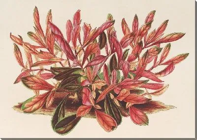 Картина Амоена (1854-1896)