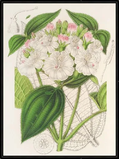 Картина Гетеротрихум макродон (1854-1896)