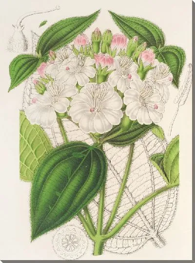 Картина Гетеротрихум макродон (1854-1896)