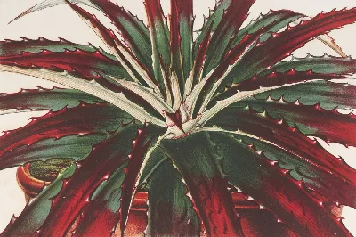 шаблон id 38