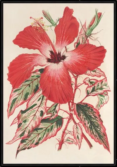Картина Гибискус (а лучше Ибискус) Купери (1854-1896)