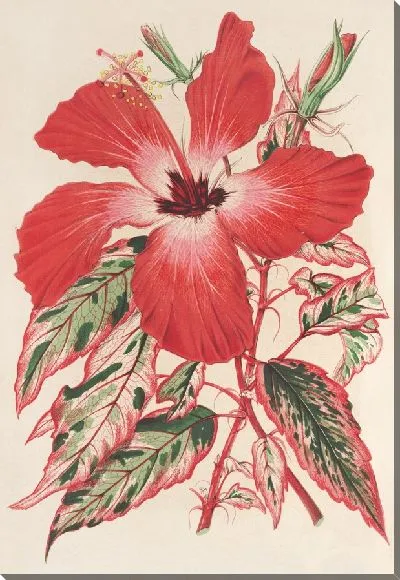 Картина Гибискус (а лучше Ибискус) Купери (1854-1896)