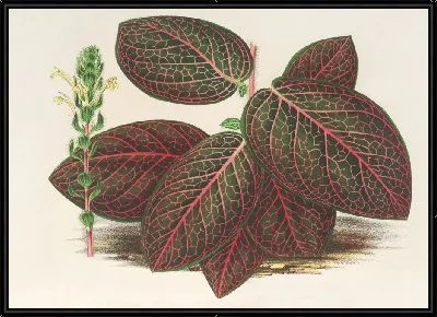 Картина Гимностахиум Вершаффельта (1854-1896)