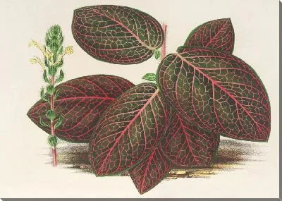 Картина Гимностахиум Вершаффельта (1854-1896)