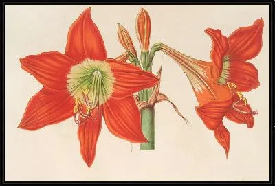 Картина Гиппеаструм (Амариллис) пиррохром (1854-1896)