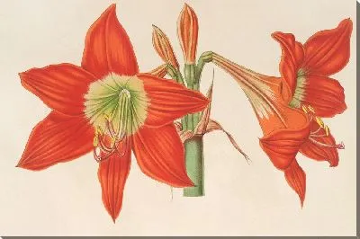 Картина Гиппеаструм (Амариллис) пиррохром (1854-1896)