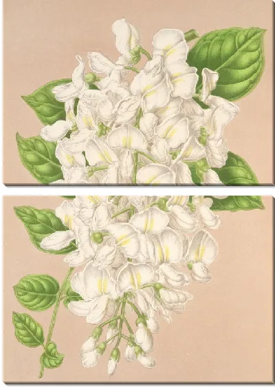 Картина Глициния китайская DC. вар. альбифлора (1854-1896)