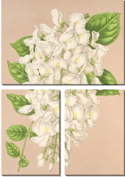 Картина Глициния китайская DC. вар. альбифлора (1854-1896)