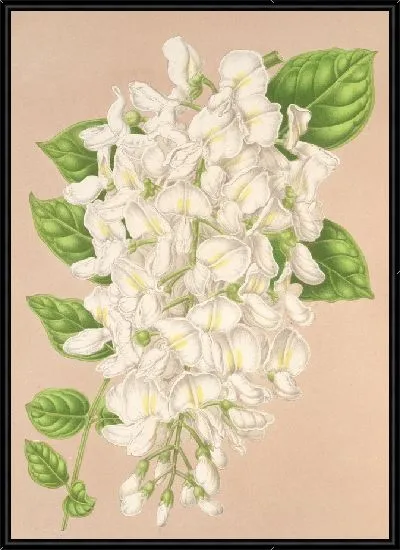 Картина Глициния китайская DC. вар. альбифлора (1854-1896)