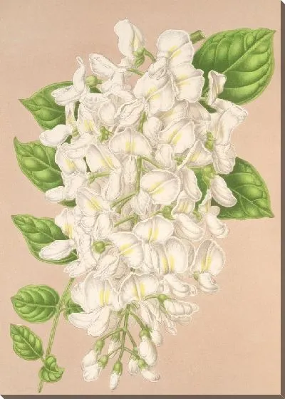 Картина Глициния китайская DC. вар. альбифлора (1854-1896)