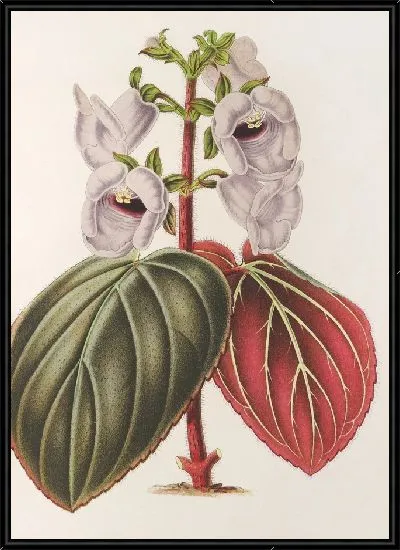 Картина Глоксиния пятнистая вар. знаки отличия (1854-1896)
